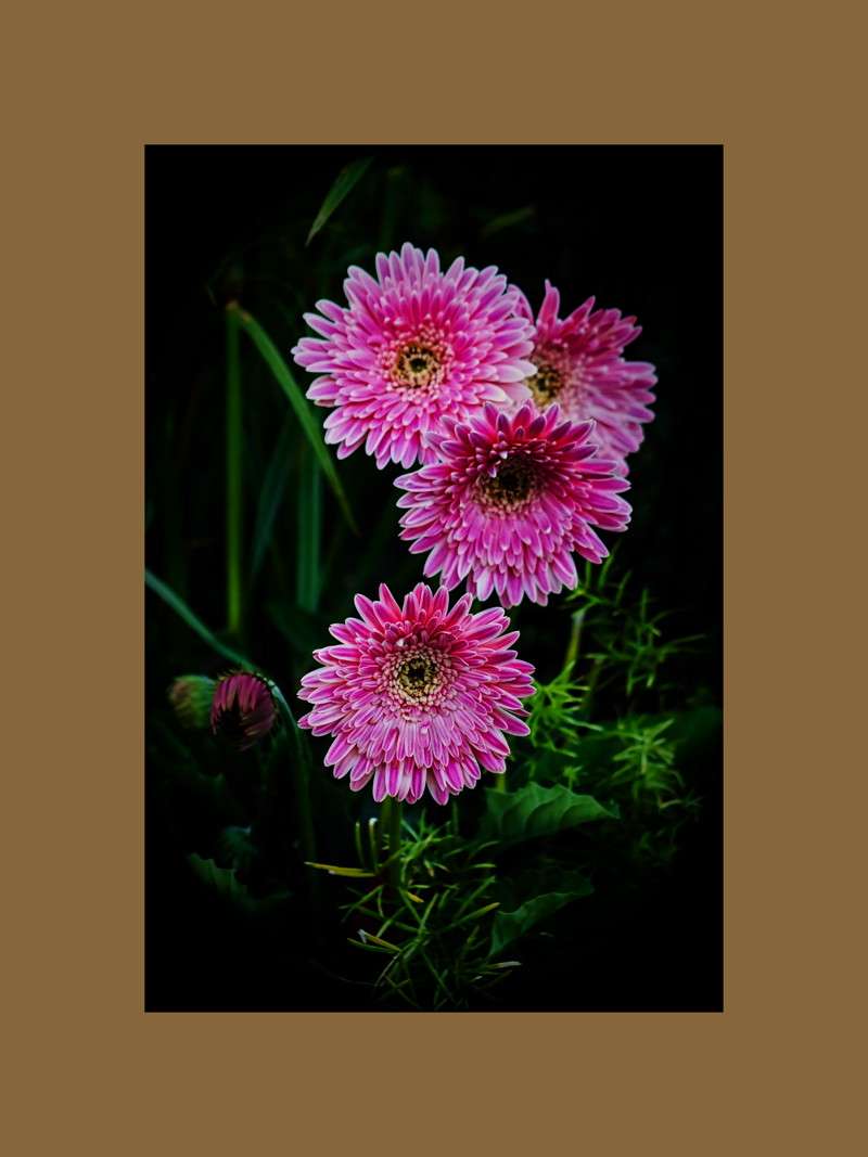 Gerbera Daisies- 02